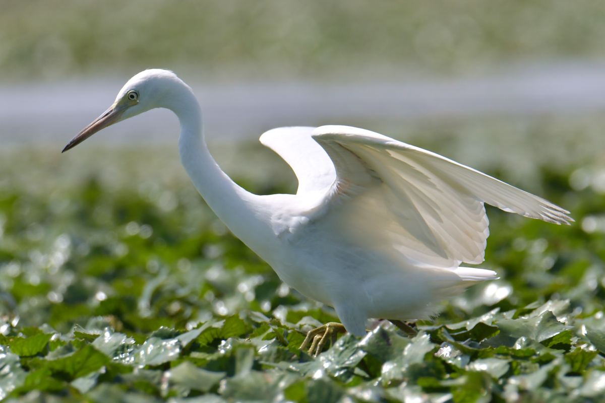 Stockport Flats Engagement (Rachel & Adriano) 07
