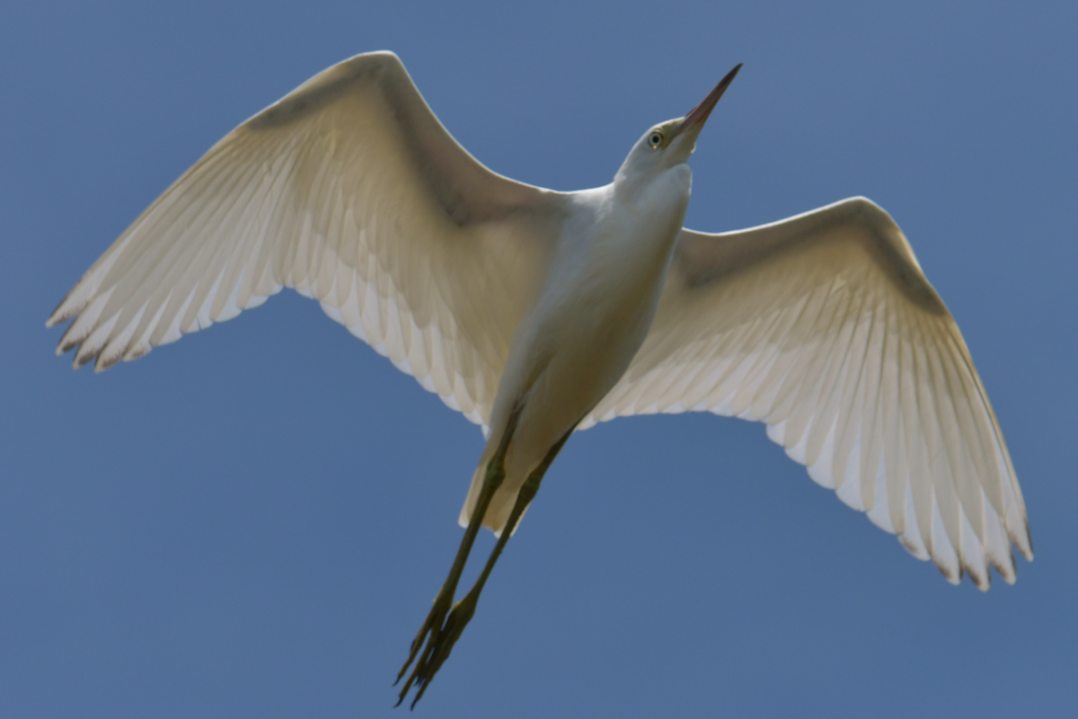 Stockport Flats Engagement (Rachel & Adriano) 09
