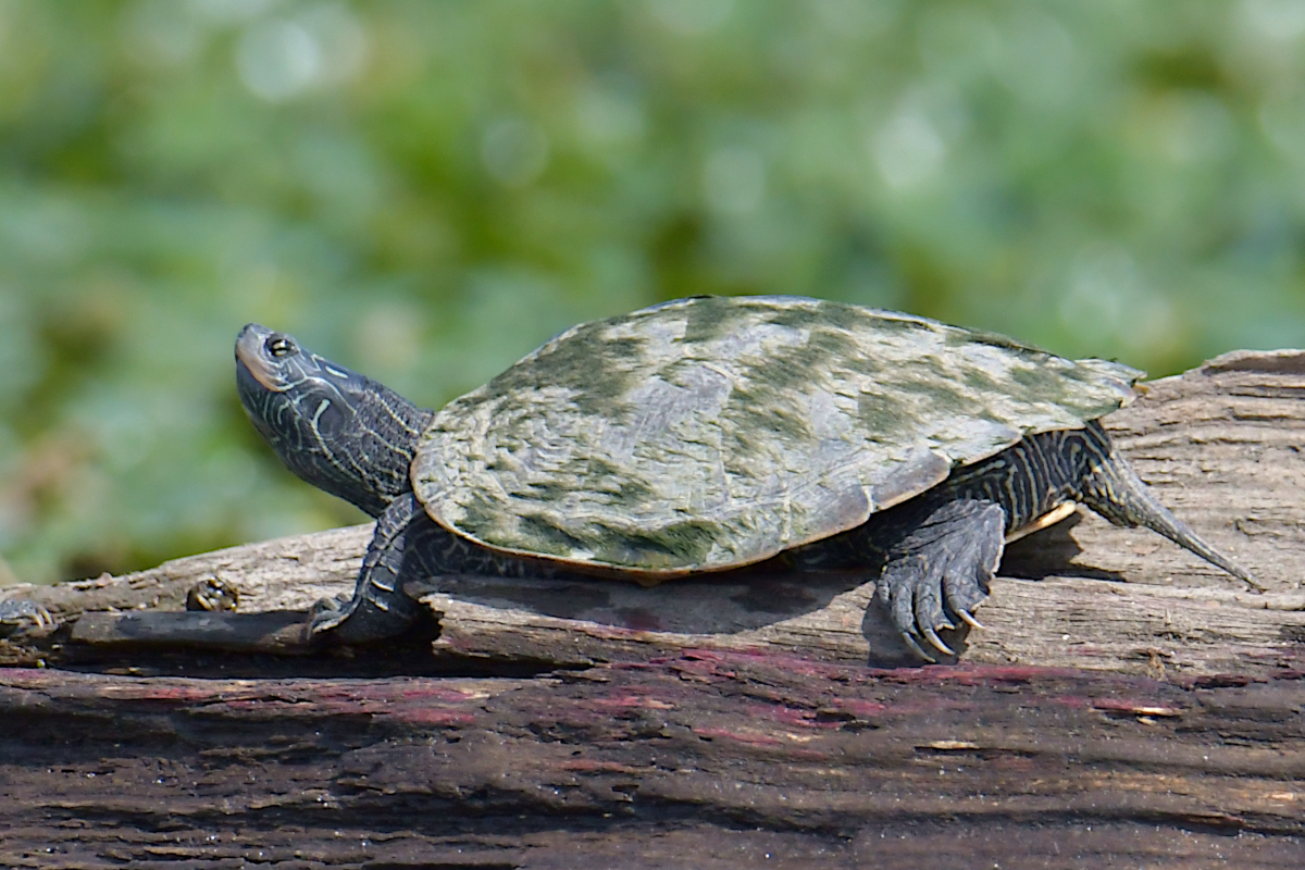 Stockport Flats Engagement (Rachel & Adriano) 10