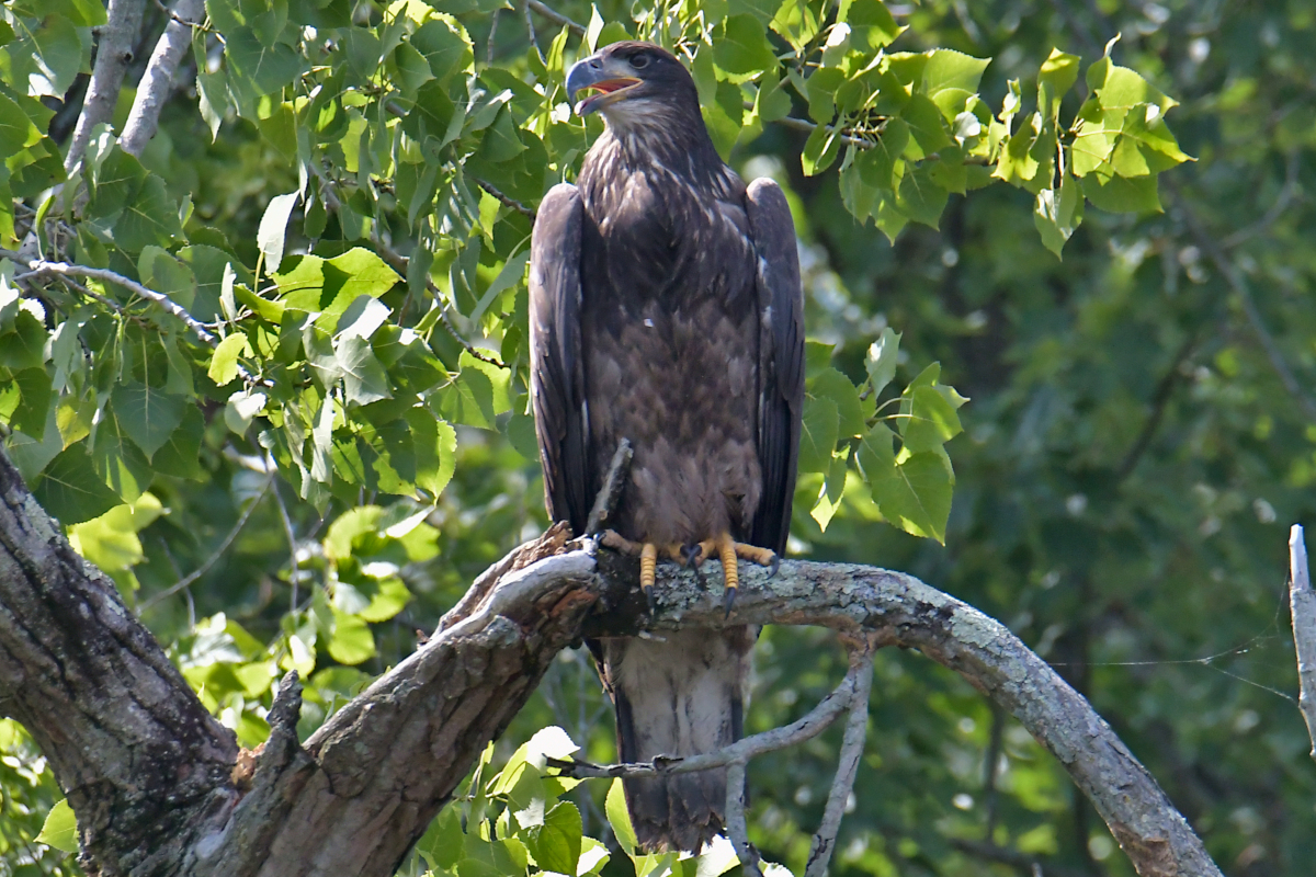 Stockport Flats Engagement (Rachel & Adriano) 12