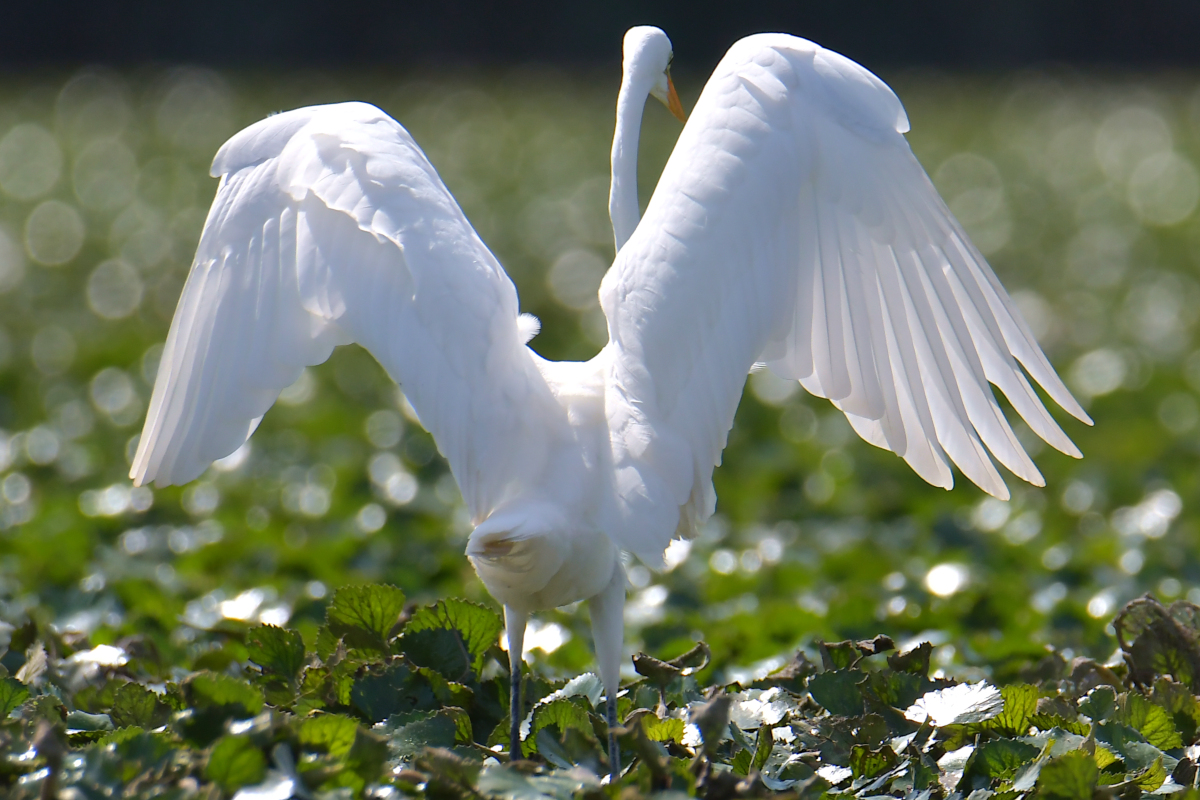 Stockport Flats Engagement (Rachel & Adriano) 19