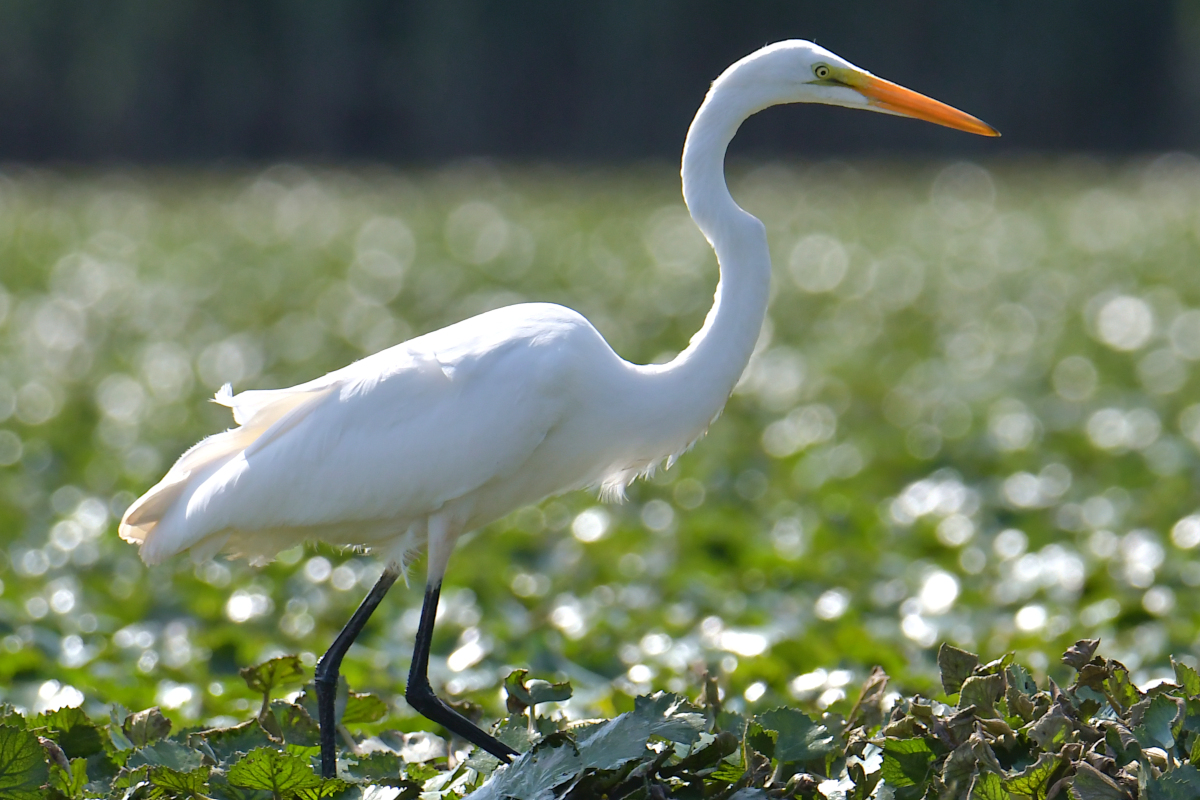 Stockport Flats Engagement (Rachel & Adriano) 20
