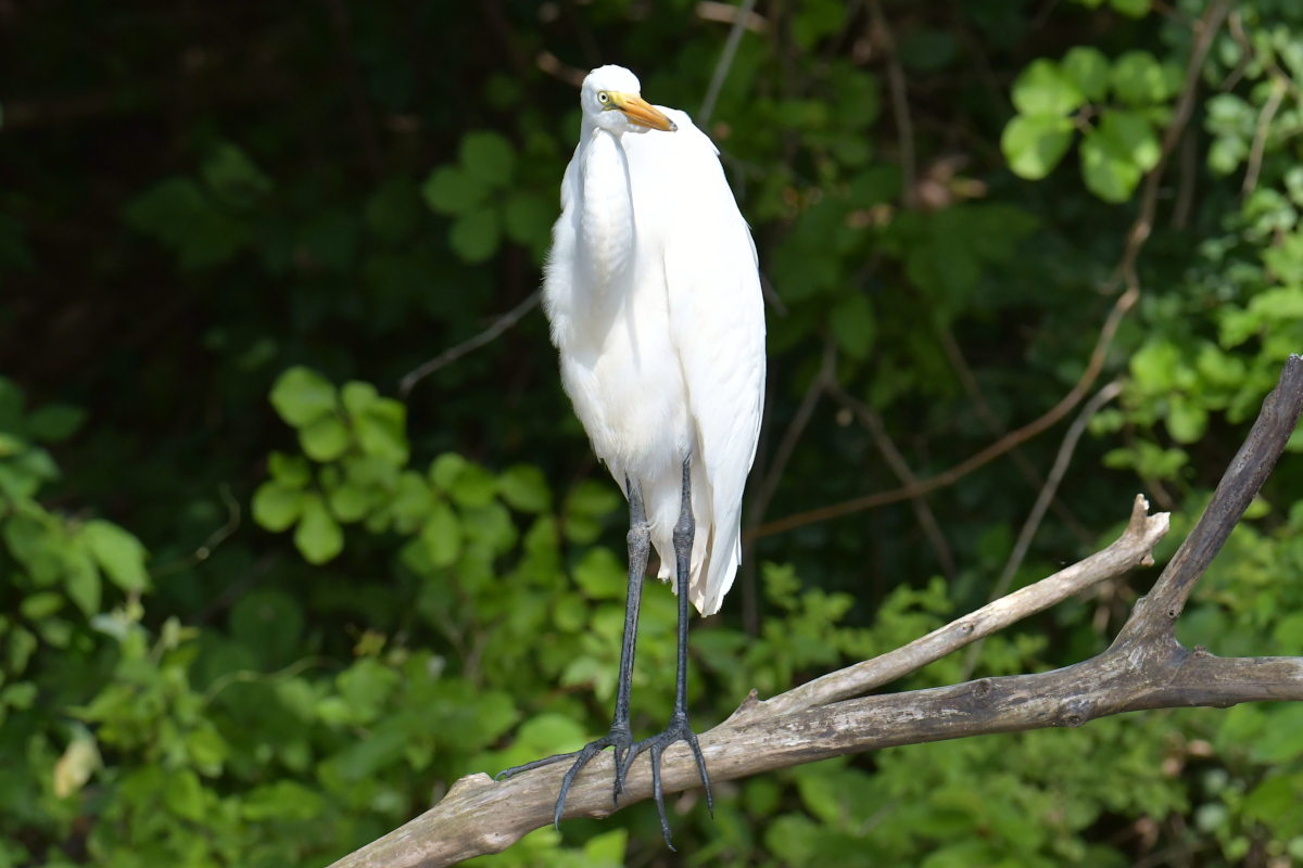 Stockport Flats Engagement (Rachel & Adriano) 29