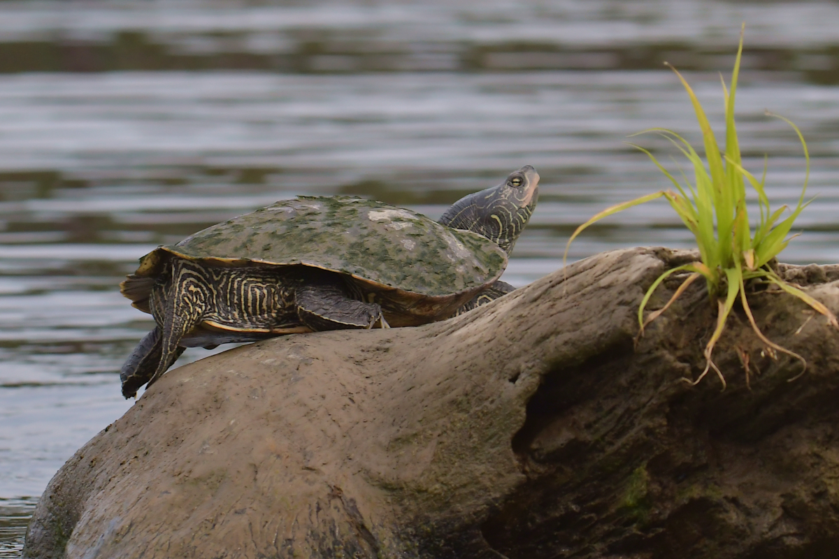 Stockport Flats Engagement (Rachel & Adriano) 33