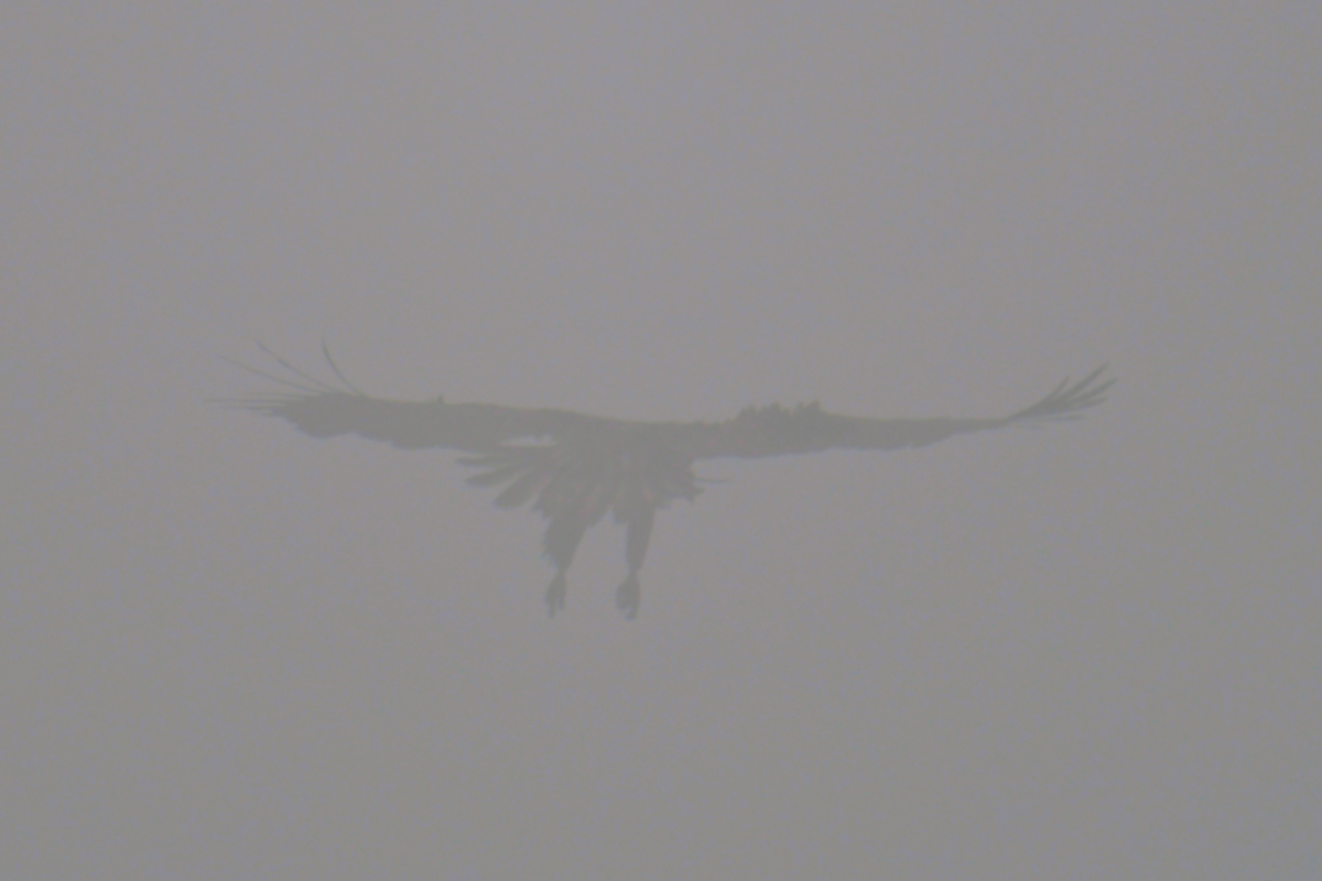 Eagles in the Fog 03