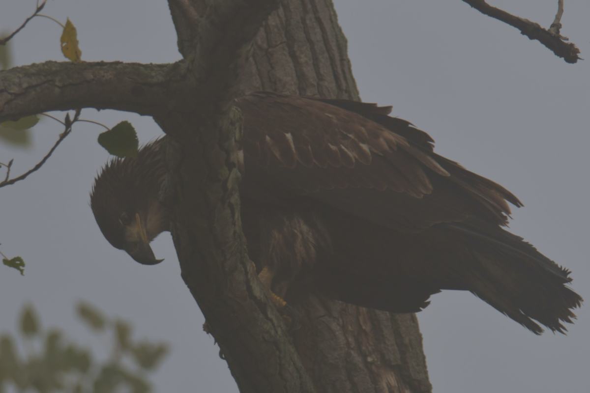 Eagles in the Fog 05