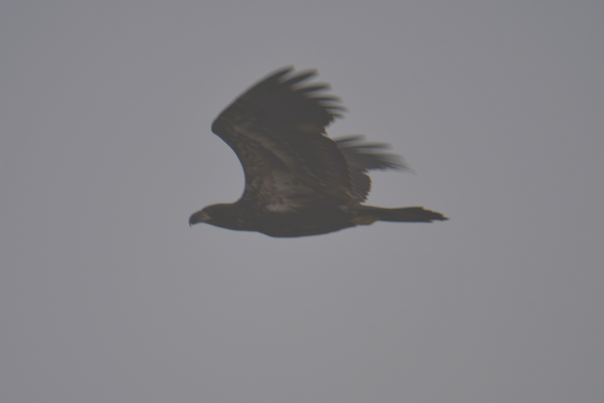Eagles in the Fog 09