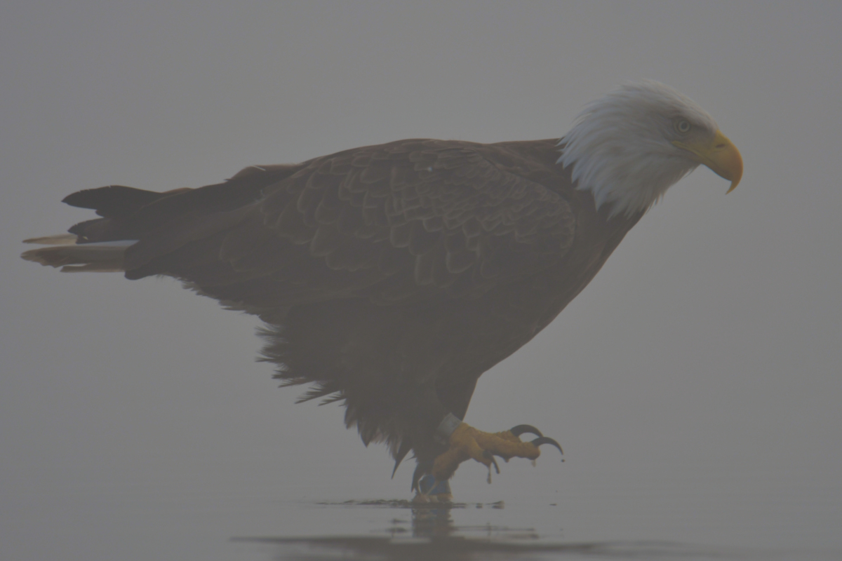 Eagles in the Fog 11