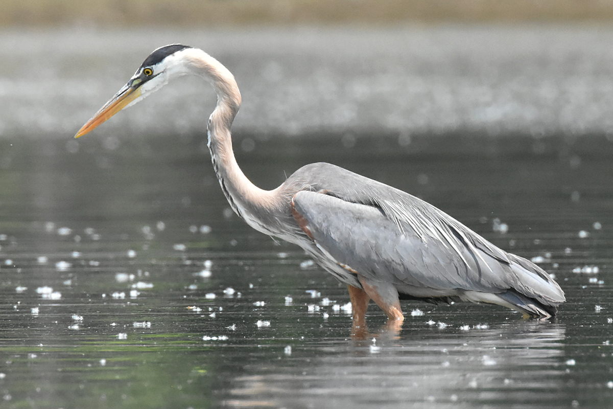 Great Blue Heron Eats Eels 01