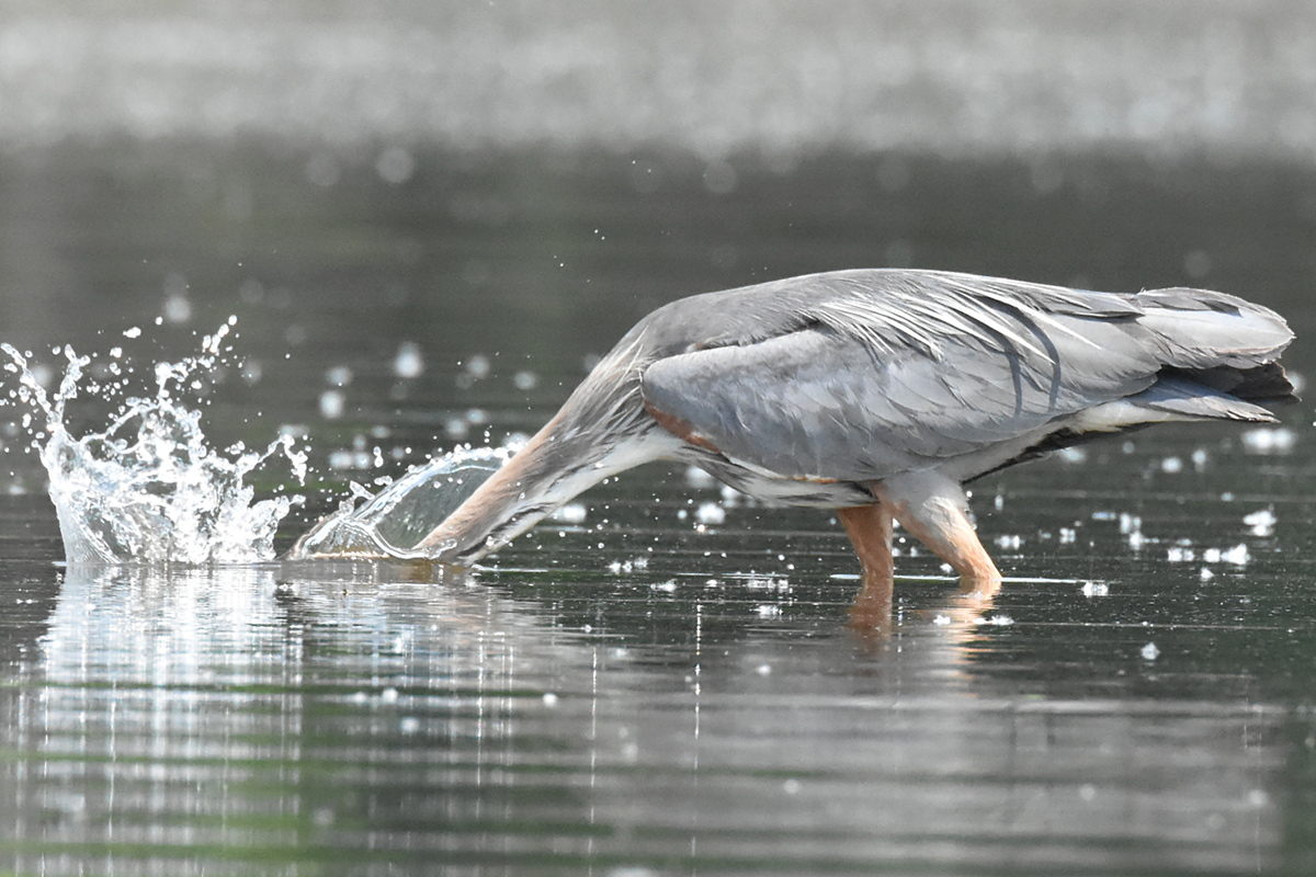 Great Blue Heron Eats Eels 02