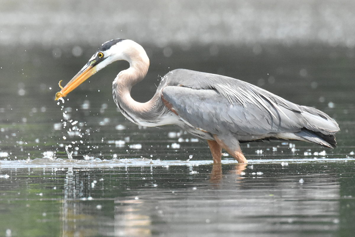 Great Blue Heron Eats Eels 03