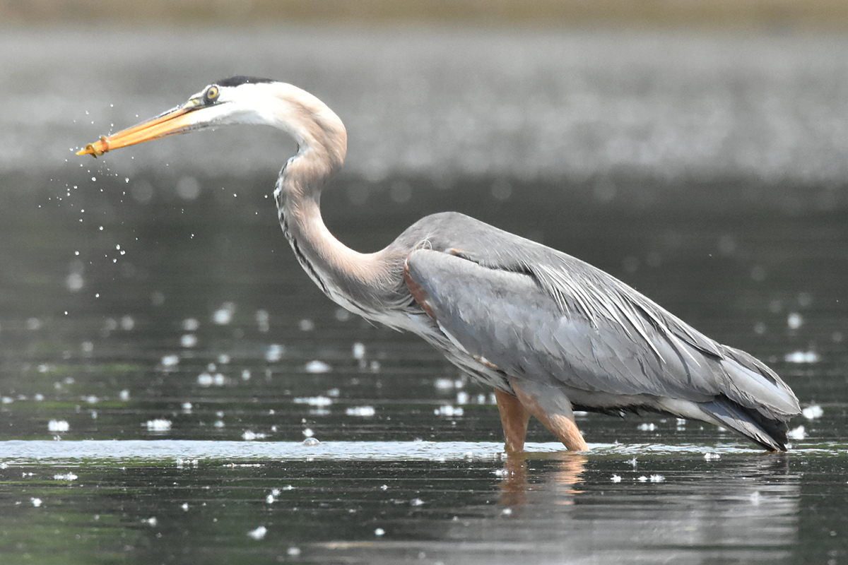 Great Blue Heron Eats Eels 04