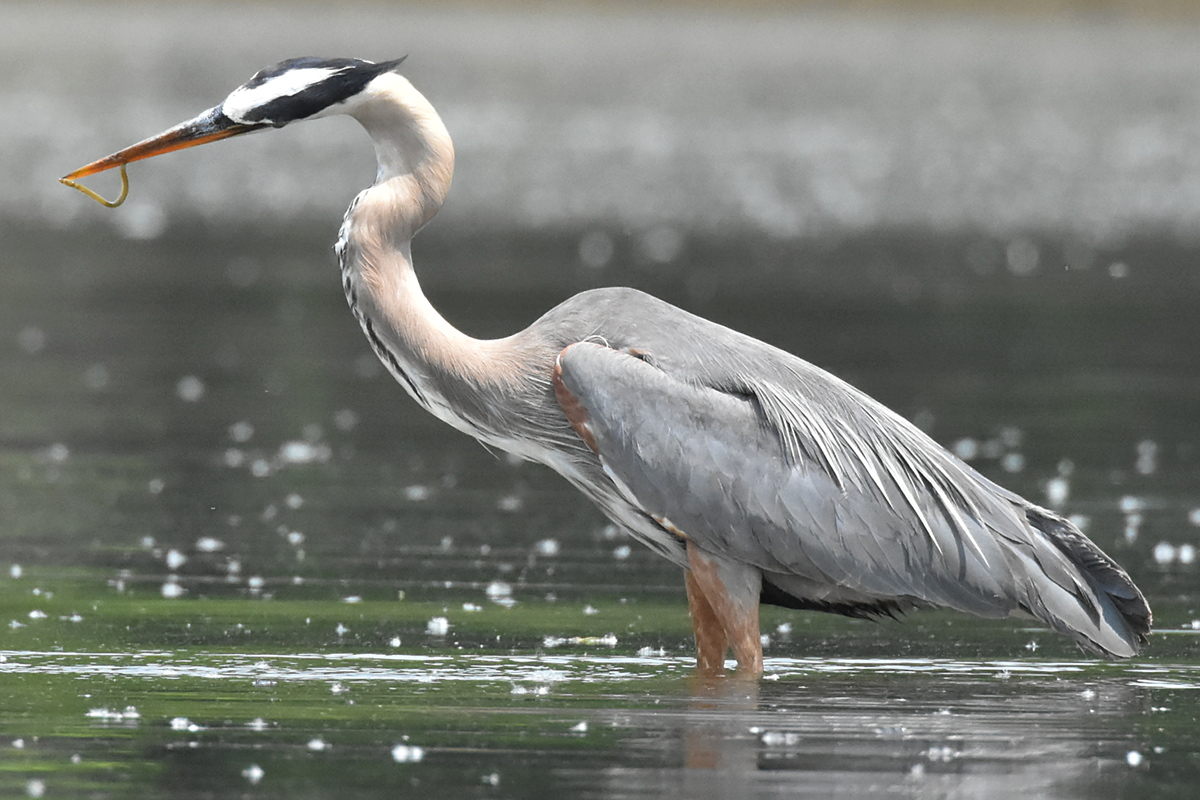 Great Blue Heron Eats Eels 05
