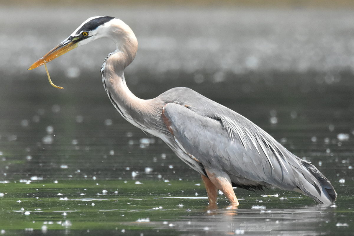 Great Blue Heron Eats Eels 06