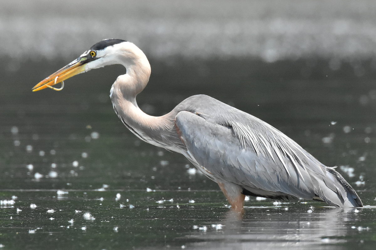 Great Blue Heron Eats Eels 08