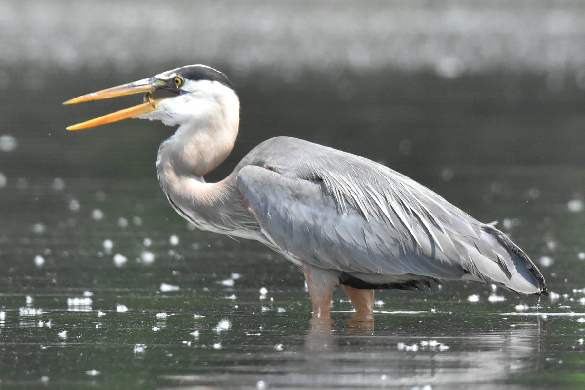 Great Blue Heron Eats Eels 09