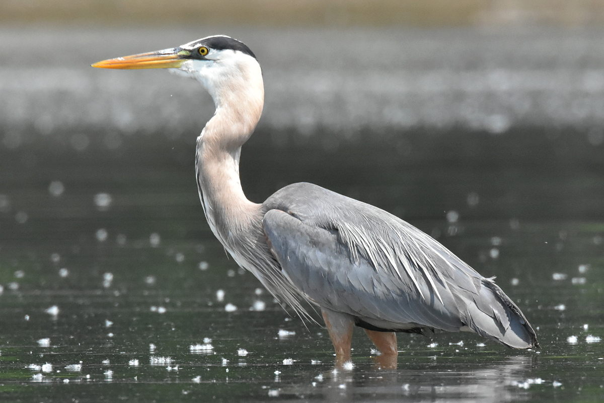 Great Blue Heron Eats Eels 10