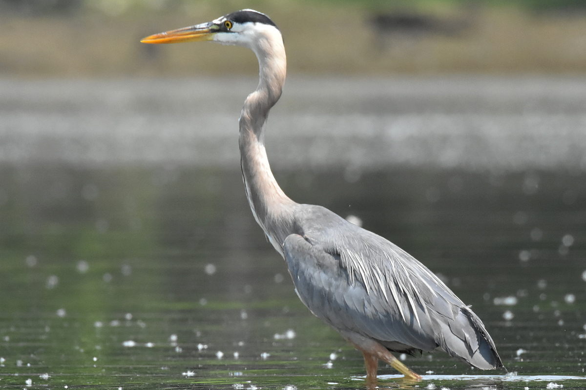 Great Blue Heron Eats Eels 11