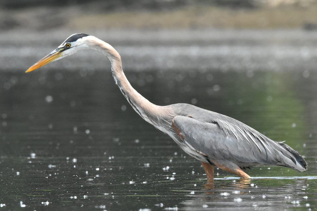 Great Blue Heron Eats Eels 12