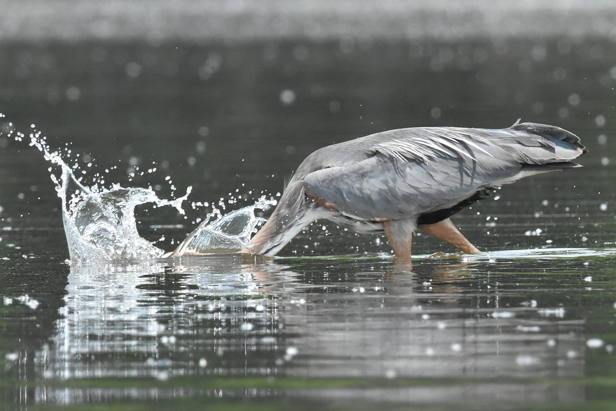 Great Blue Heron Eats Eels 13