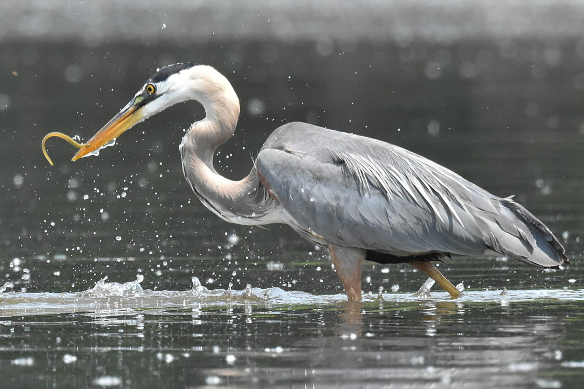 Great Blue Heron Eats Eels 14