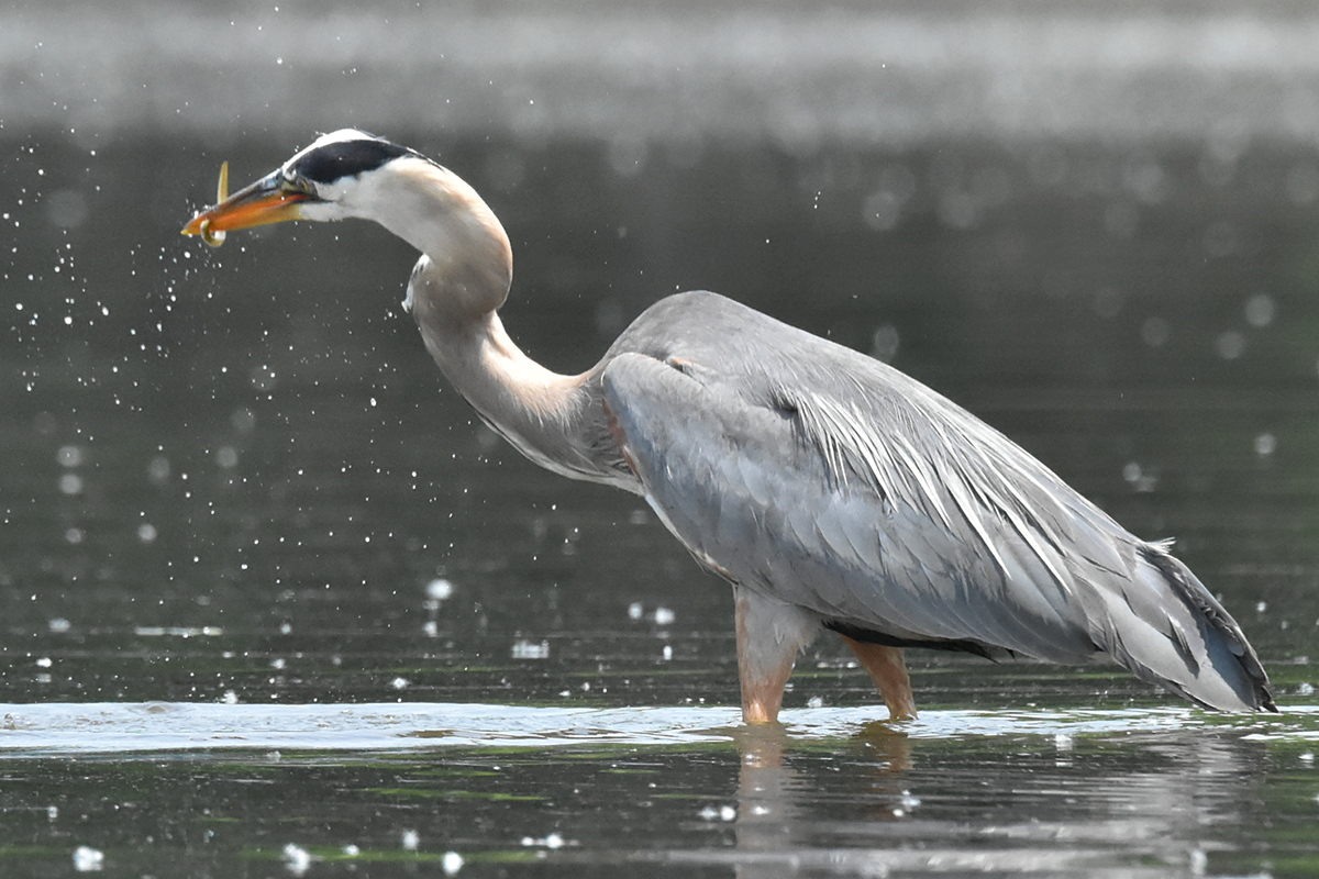Great Blue Heron Eats Eels 15