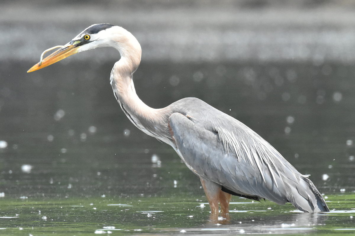 Great Blue Heron Eats Eels 17