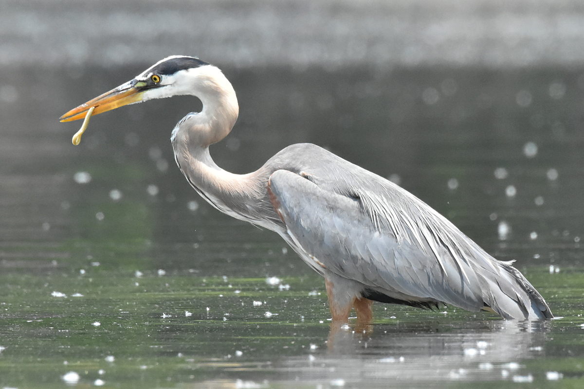 Great Blue Heron Eats Eels 18