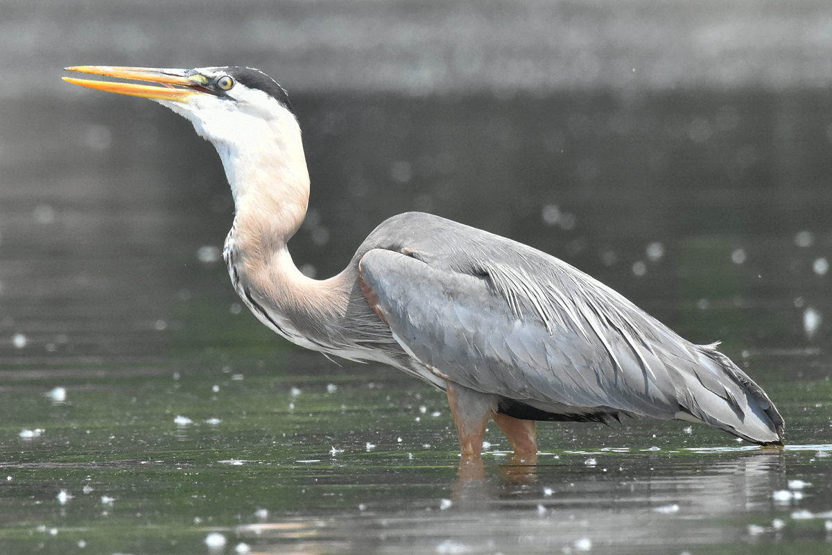 Great Blue Heron Eats Eels 19