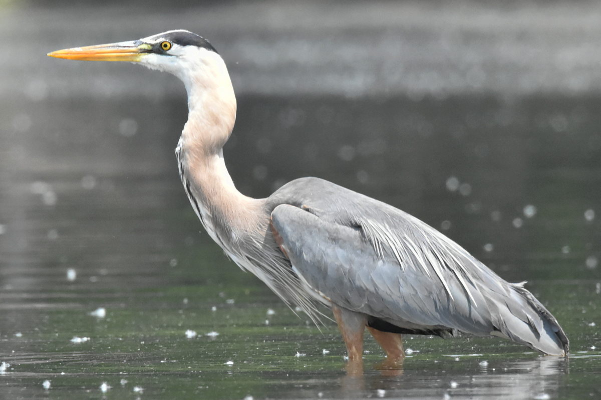 Great Blue Heron Eats Eels 20