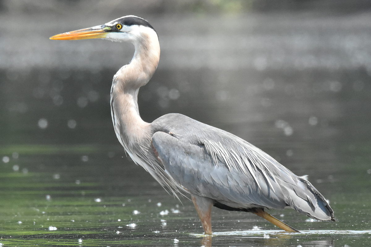 Great Blue Heron Eats Eels 21