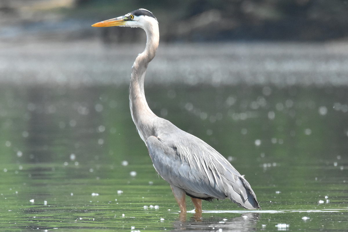Great Blue Heron Eats Eels 22