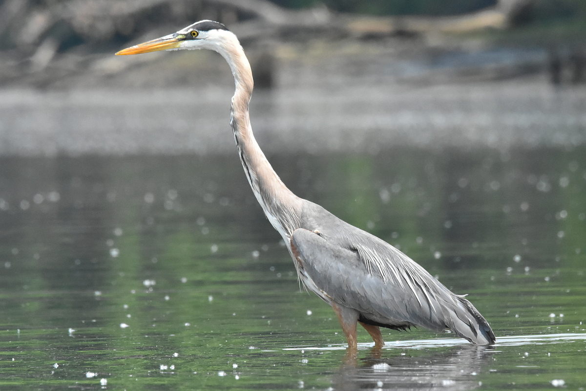 Great Blue Heron Eats Eels 23