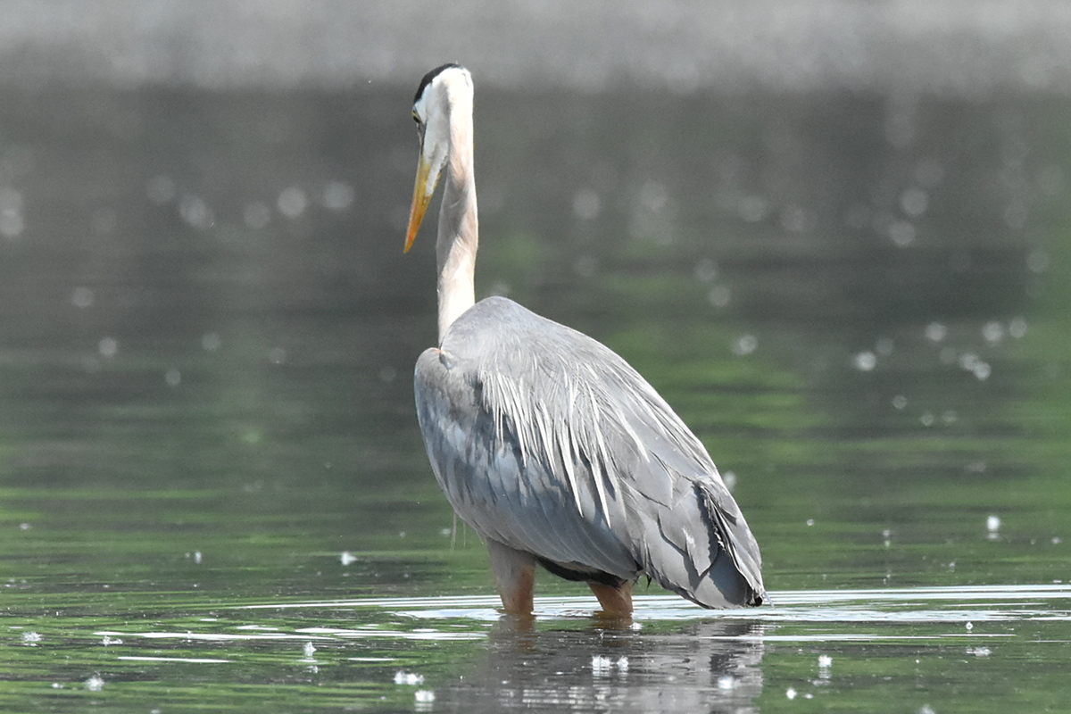 Great Blue Heron Eats Eels 24