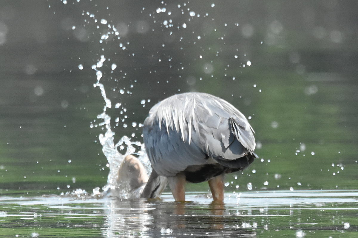 Great Blue Heron Eats Eels 25
