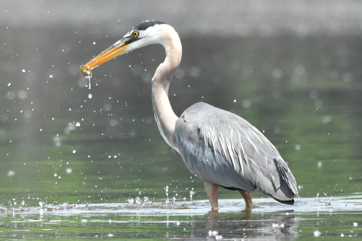 Great Blue Heron Eats Eels 26
