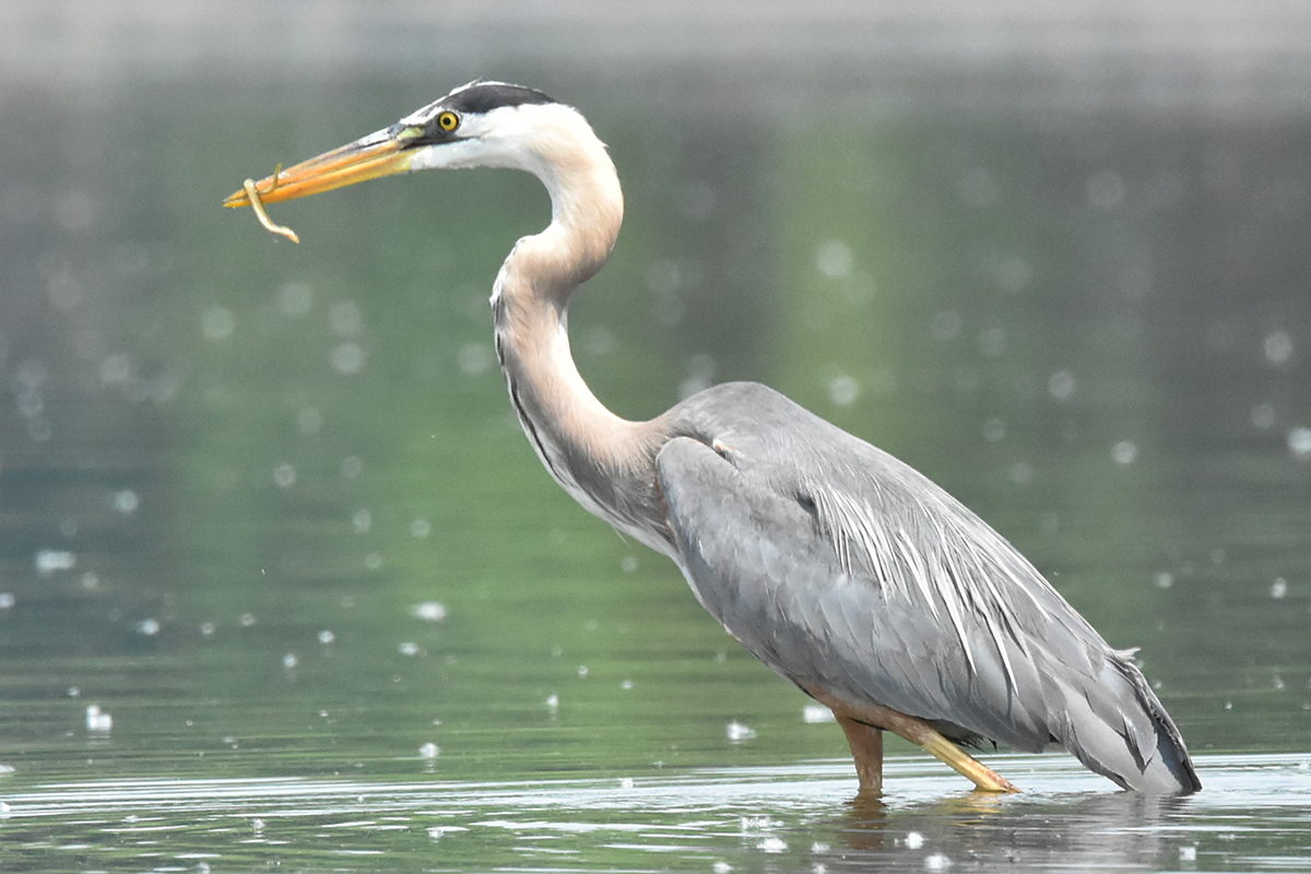 Great Blue Heron Eats Eels 27