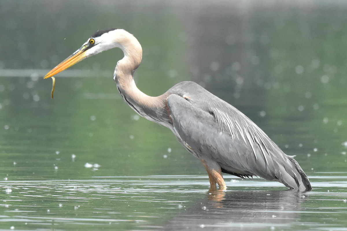 Great Blue Heron Eats Eels 28