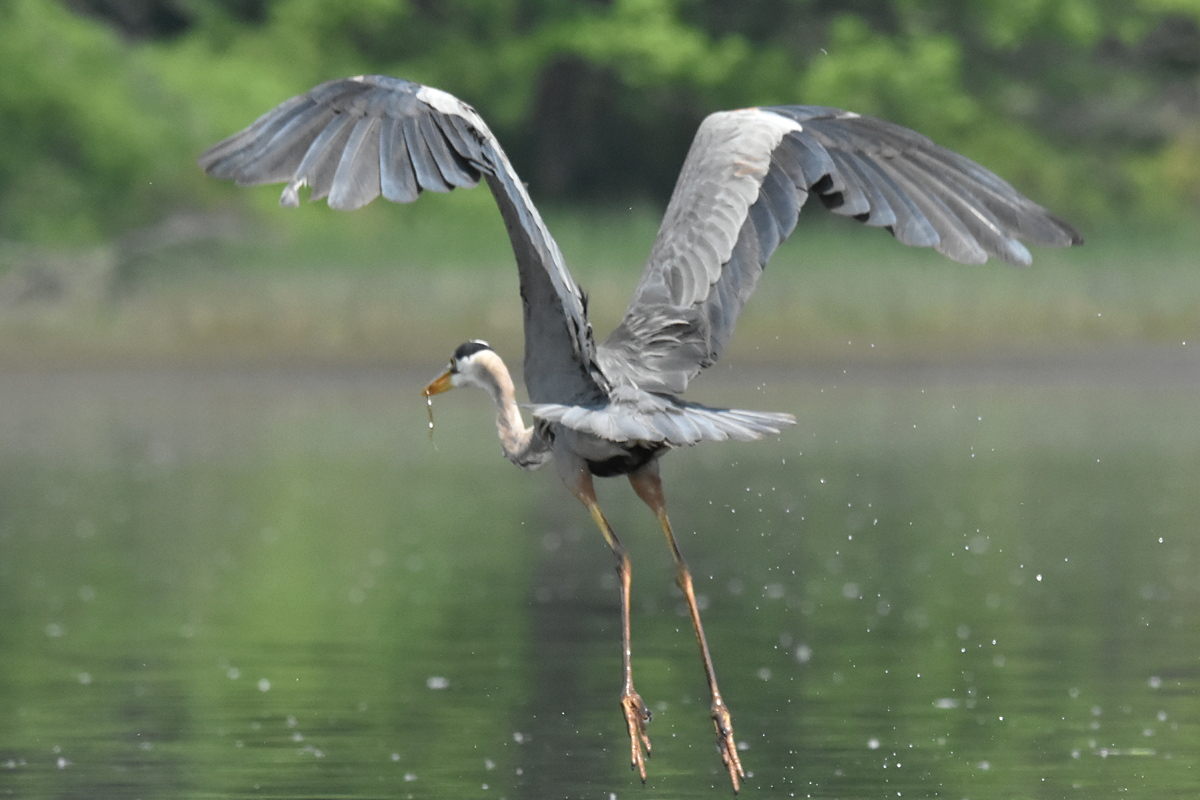 Great Blue Heron Eats Eels 29