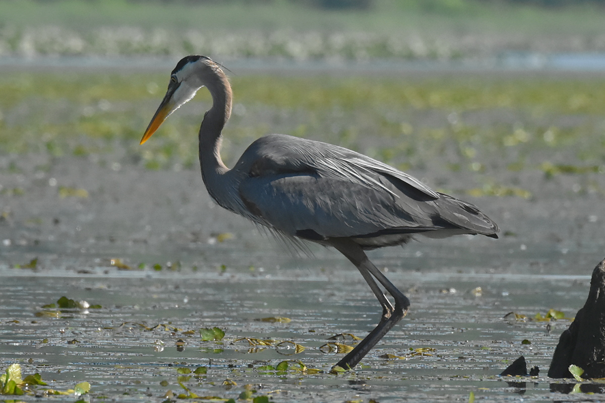 Great Blue Heron Eats a Fish 02