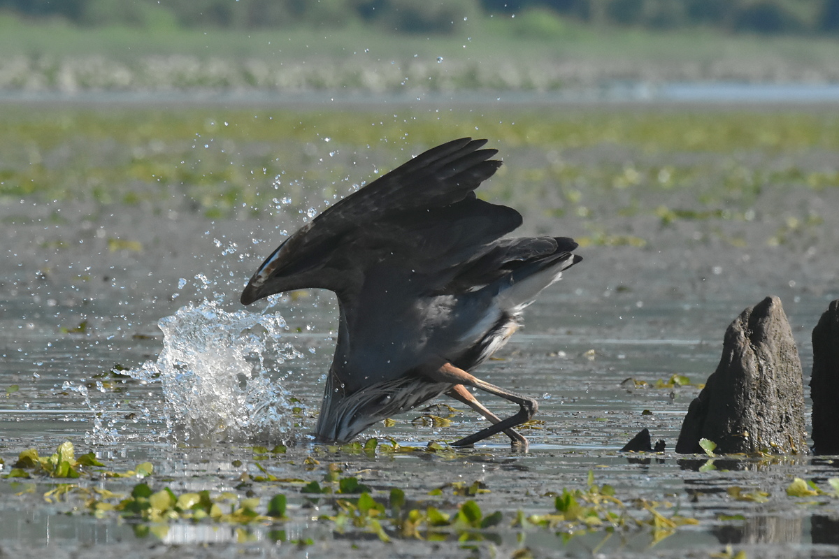 Great Blue Heron Eats a Fish 03