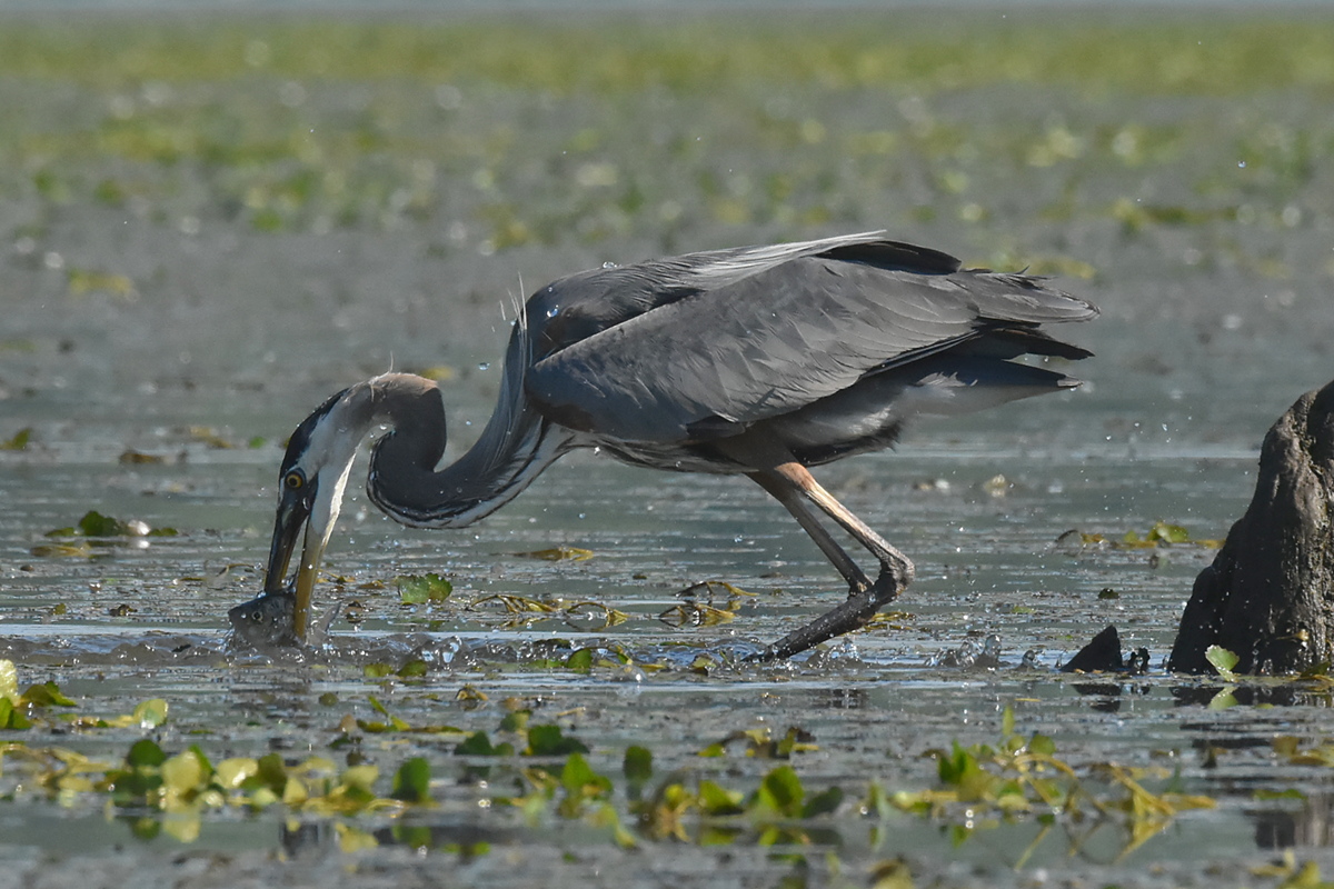 Great Blue Heron Eats a Fish 04
