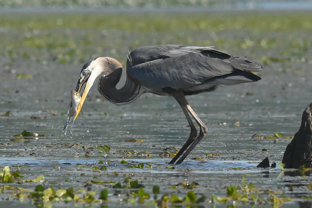 Great Blue Heron Eats a Fish 05