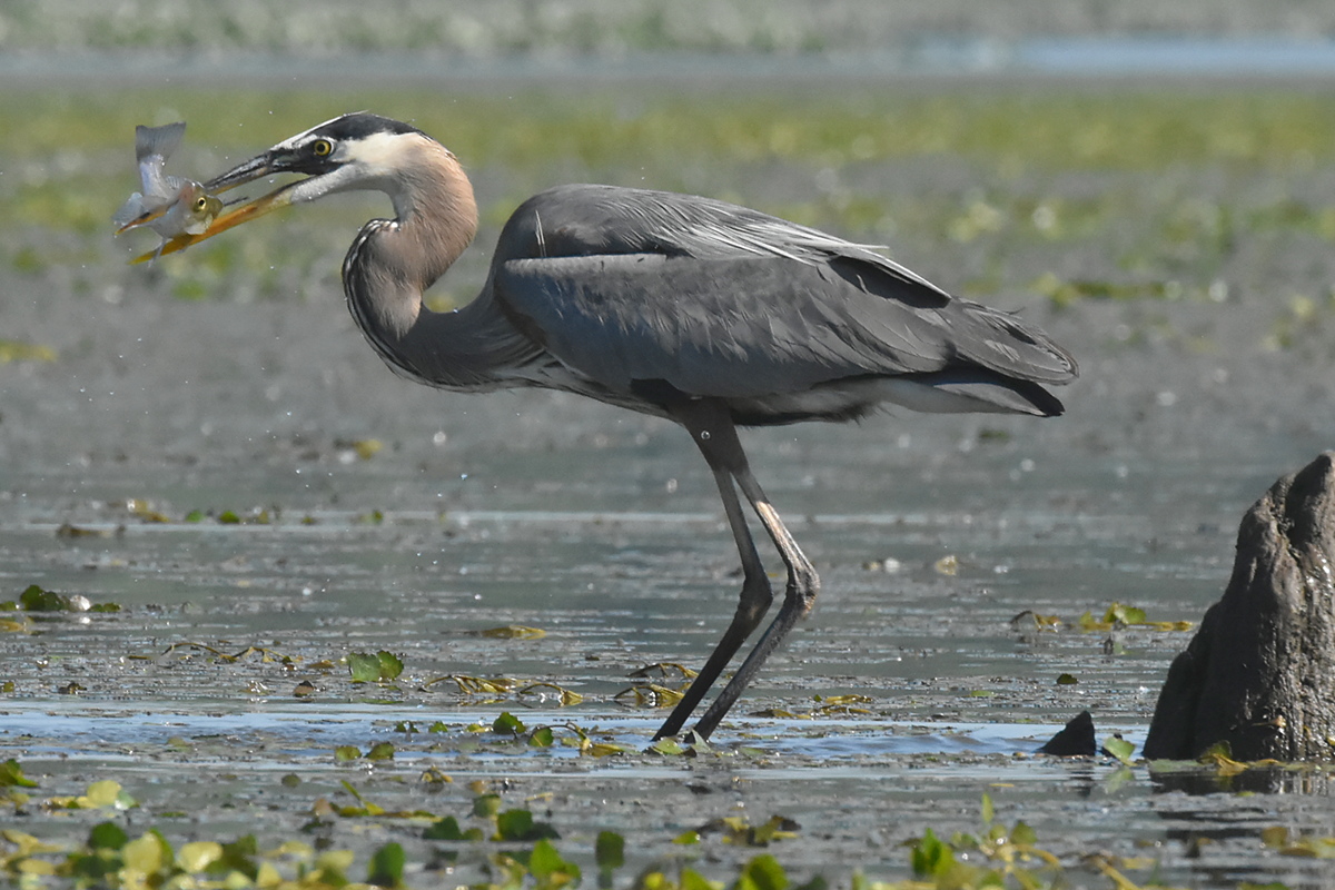 Great Blue Heron Eats a Fish 06