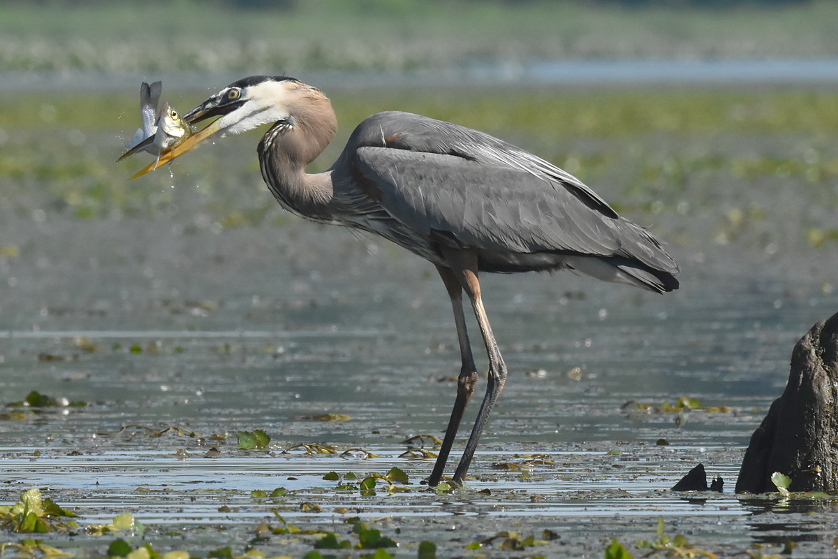 Great Blue Heron Eats a Fish 07