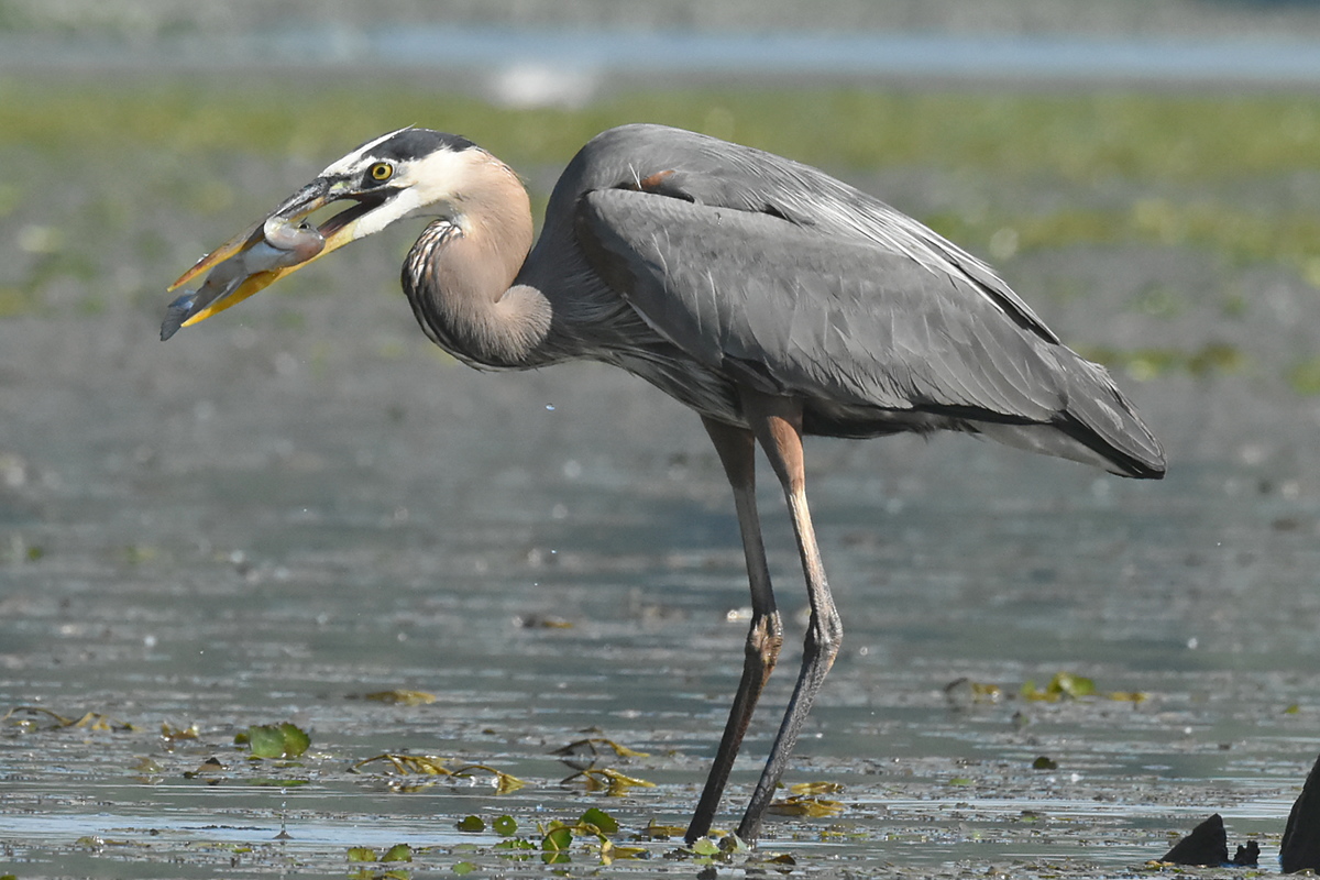 Great Blue Heron Eats a Fish 08