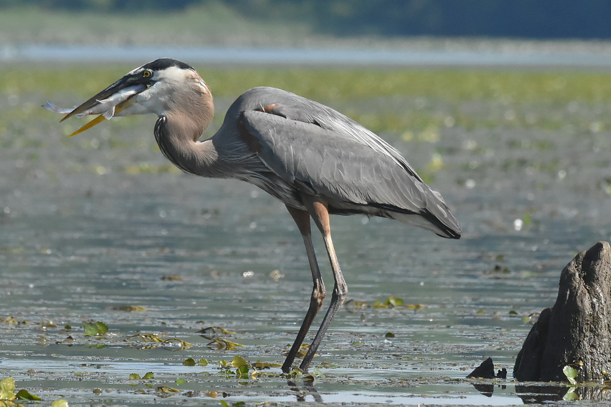 Great Blue Heron Eats a Fish 09