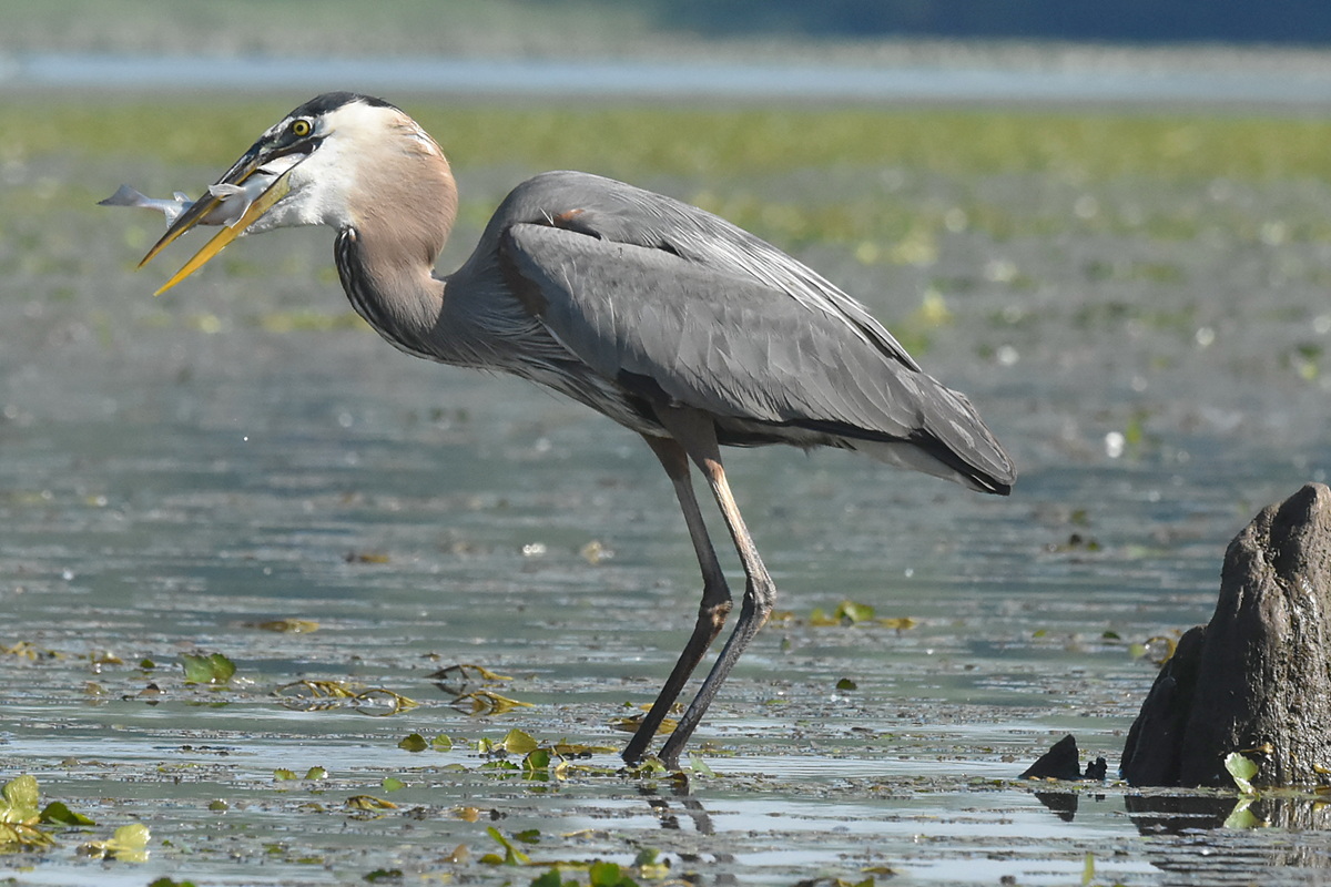 Great Blue Heron Eats a Fish 10