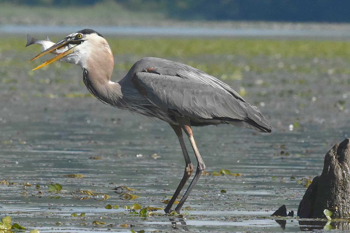 Great Blue Heron Eats a Fish 11