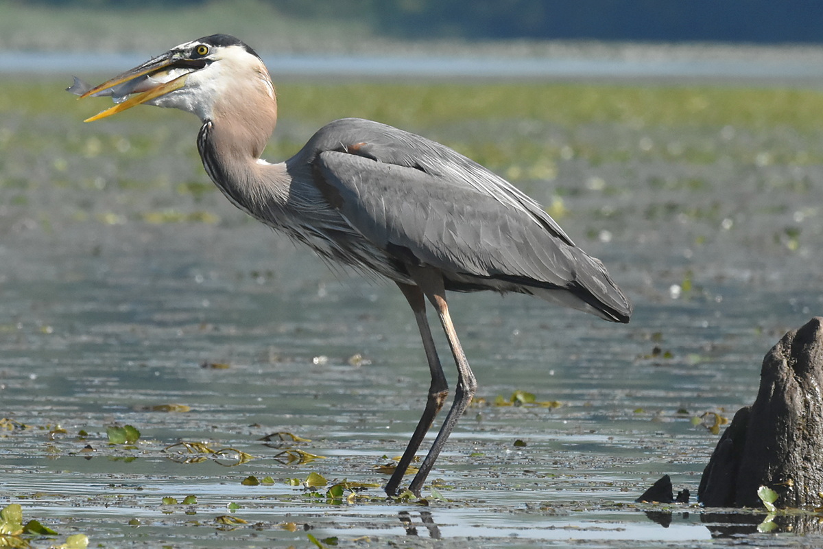 Great Blue Heron Eats a Fish 12